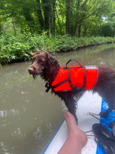 Load image into Gallery viewer, Dog Buoyancy Aid Hire
